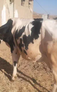 گاو شیری