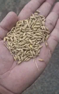 جو البی