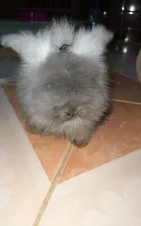 خرگوش