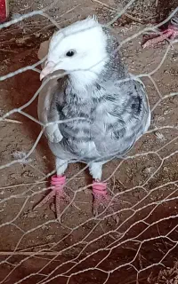 طوقی هفت‌رنگ ماده  سده نر  آلمانی نر