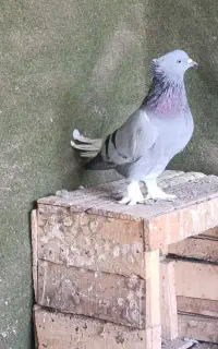 پرنده