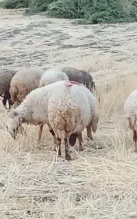 شک میش