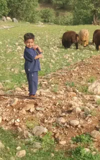 فروش فوری بره نر چاق کوه چر