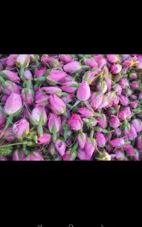 فروش گل محمدی غنچه تر و خشک گلبرگ درجه یک ساردوئیه