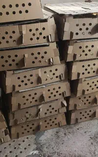 فروش عمده.  راس 308 قیمت مناسب پنج روزه و 4روز