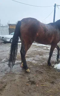 بسم الله .اسب مادیان جوان اروم