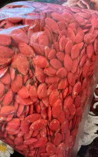تخم کدو T 19 ترکیه ای
