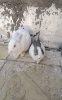 دوتاخرگوش باهوش وبازی گوش نر وماده بدونه مریضی