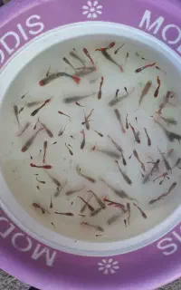 ماهی گوپی