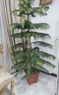 گل کاج مطبق استثنایی