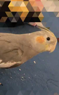 عروس هلندی گمشده با پاداش نقدی
