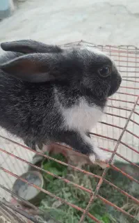 خرگوش
