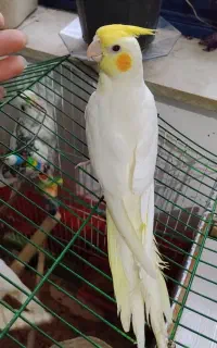 عروس هلندی جوجه عروس سرلاکی
