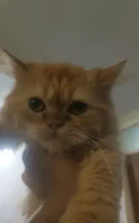 پرشین بریتیش*