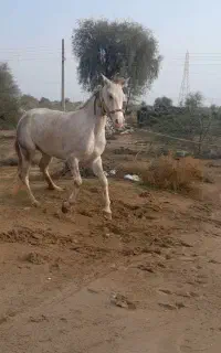 اسب مادیون سالم وسروحال