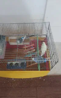 ۳عددمرغ عشق