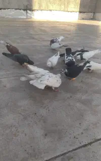کبوتر پرشی
