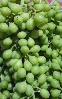 غوره ترش وآبداره