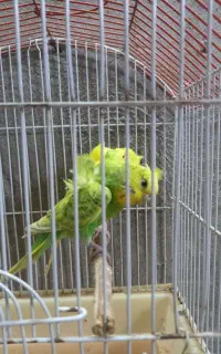 مرغ عشق پروانه ای