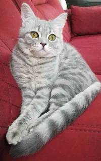 گربه بریتیش 1 ساله