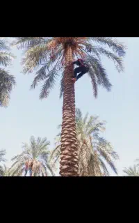 مغ بند