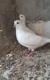 کفتر