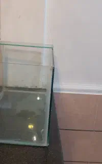 آکواریوم  ماهی