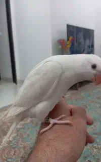 جوجه ملنگو آلبینو