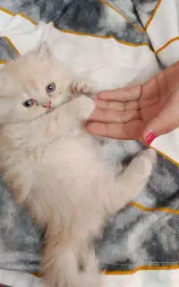 گربه پرشین مادرونزاددوماهه