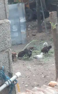 فروش جوجه محلی