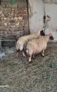 میش داشت