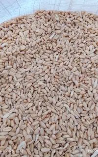 گندم