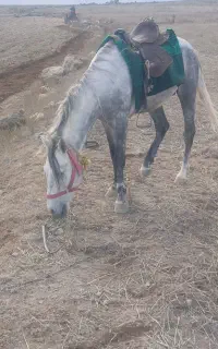 اسب