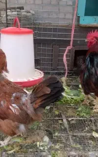 مرغ وخروس