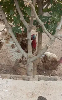 بوقلمون بربون ۸ ماهه
