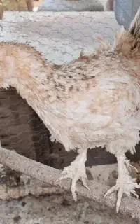 فروش خلنگ محلی پاپر