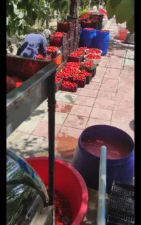 آبگیری گوجه‌فرنگی