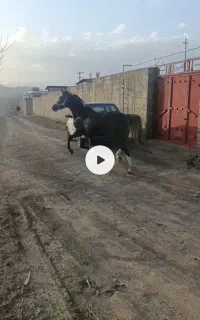 اسب مادیان ۴به ۵ ابستن سنگین