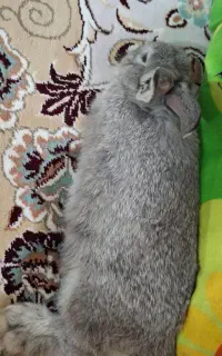 خرگوش شیطون