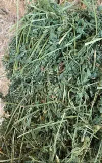 یونجه