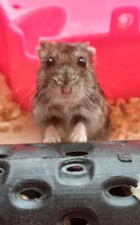 واگذاری همستر کمپل به همراه وسایل