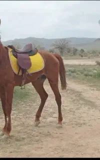 فروش اسب نریون دره شوری