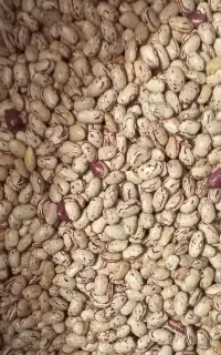 بذر لوبیا چیتی پاکوتاه