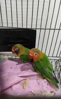 فروش کوتوله برزیلی