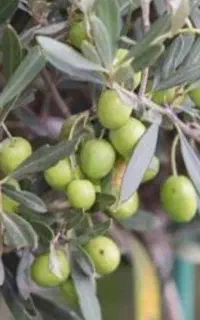 فروش نهال زیتون کنسروالیا +سیاه و زرد خوراکی