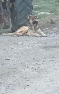 سگ سرابی