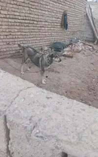 سگ سرابی پژدر