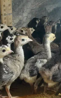 جوجه محلی و جوجه بوقلمون ۱۹ روزه واکسن خورده