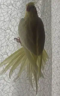 عروس هلندی گمشده