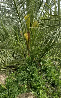 پاجوش برحی بصروای اصل